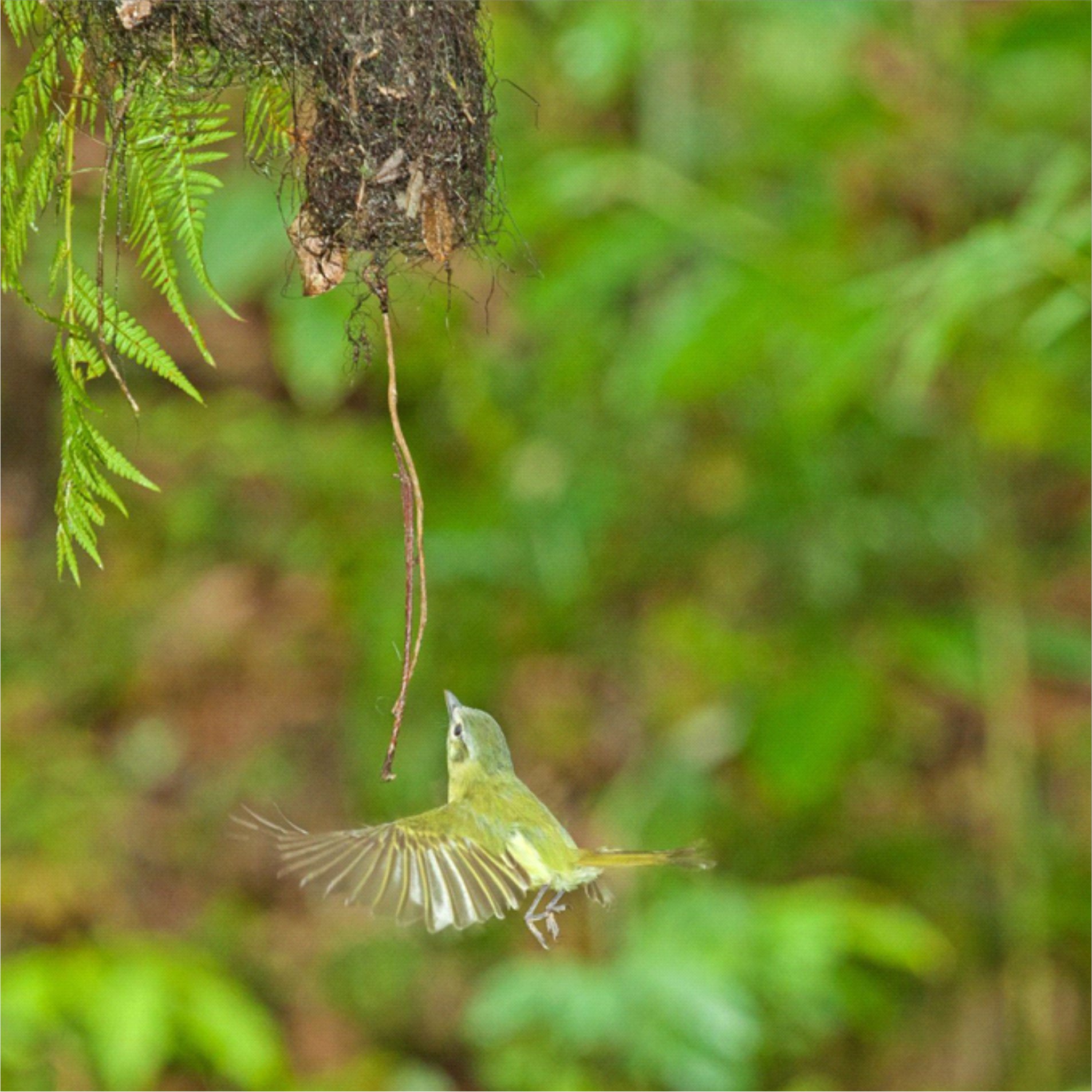 Esse é o Tolmomyias sulphurescens ave que nidifica preferencialmente acima de corpos hídricos, cujo ninho tem a entrada na parte inferior, entrando no seu ninho. | Autor: Ederson José de Godoy