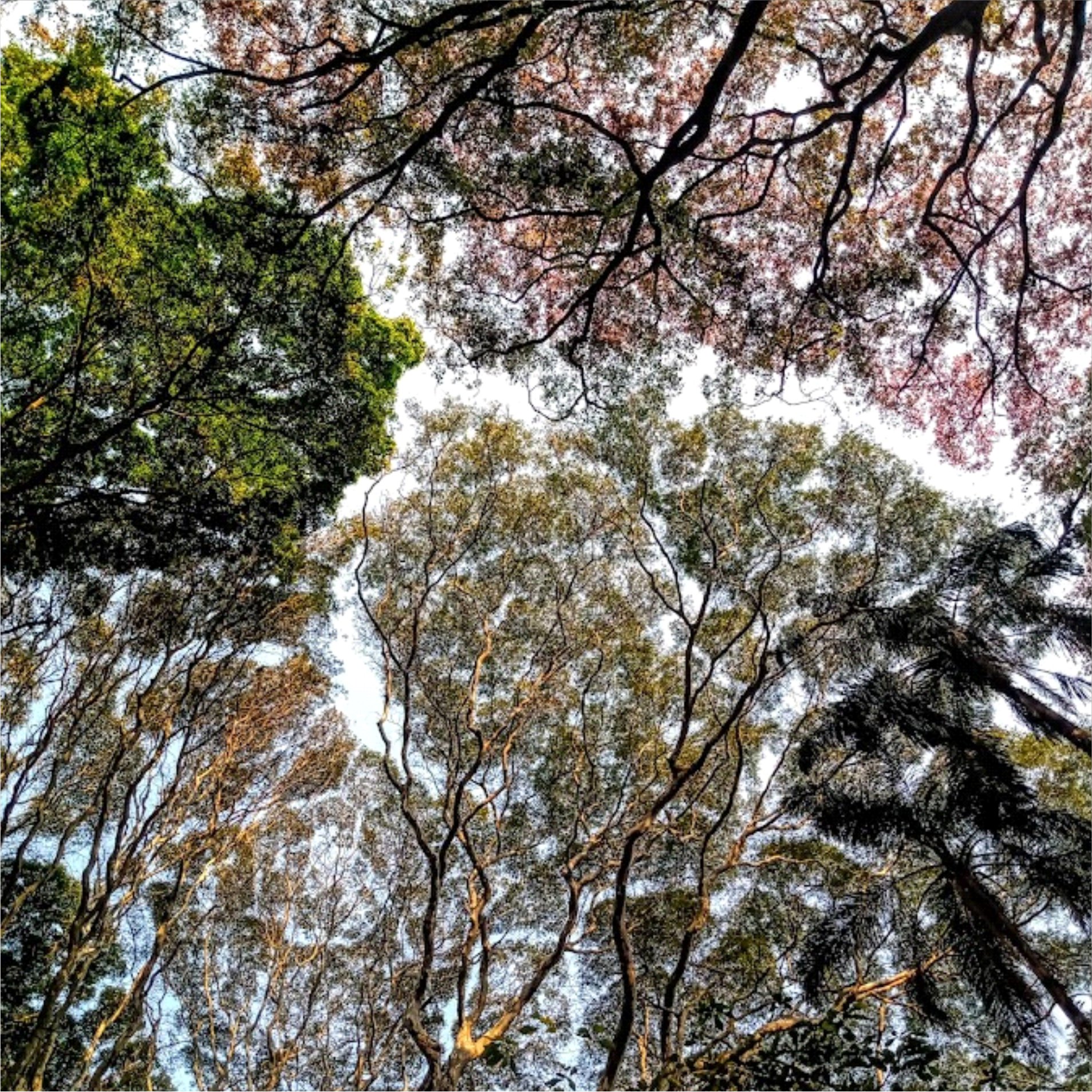 Estava estagiando no Parque Vicentina Aranha (SJC), eu amava olhar para cima e ver aqueles ramos e fotografei, tornando a minha foto preferida. "Timidez da copa" | Autora: Linieli Maria Santos da Costa