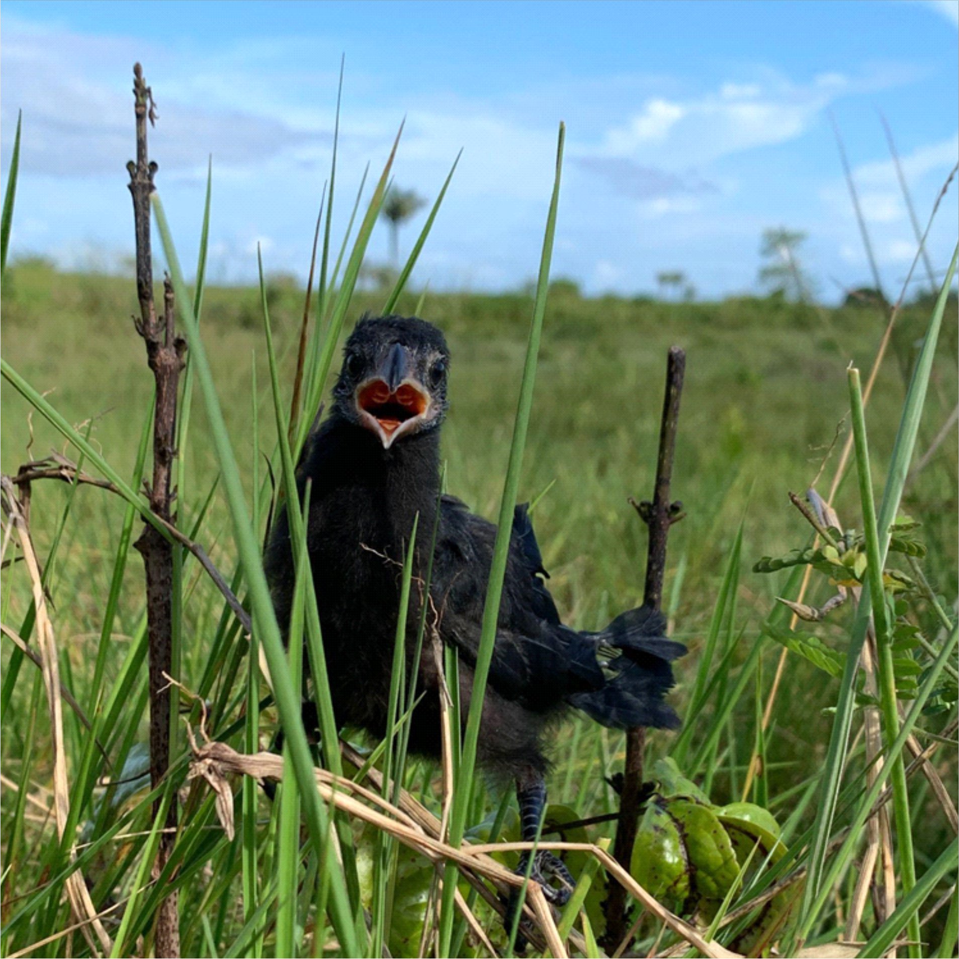 A presente foto apresenta um pássaro da família Cuculidae. O click foi feito durante uma atividade Zoologia em campo. | Autor: Jonison Vieira Pinheiro