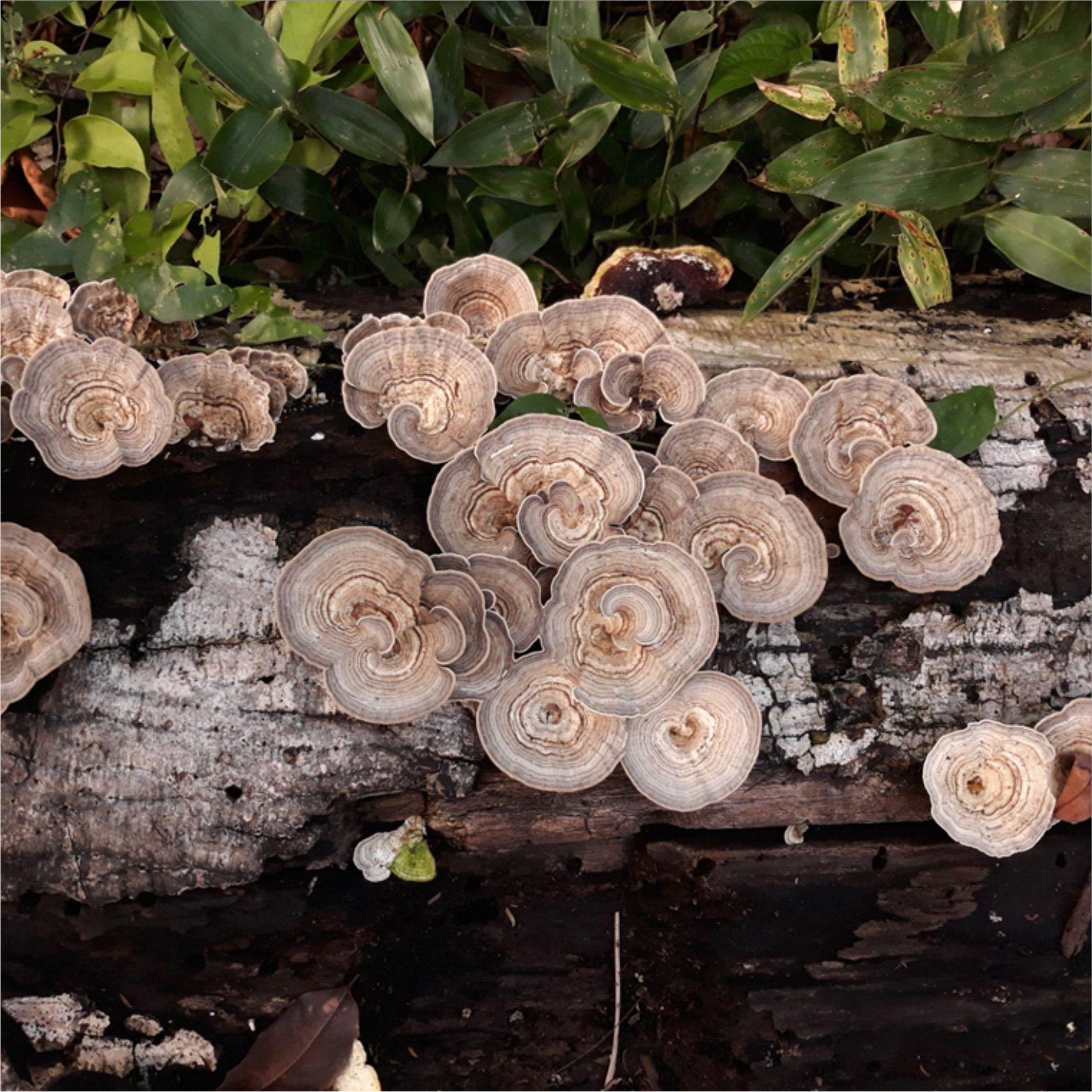 Na mata, um encontro de cogumelos sob tronco em decomposição. | Autor: Gracinaldo Gonçalves de Melo