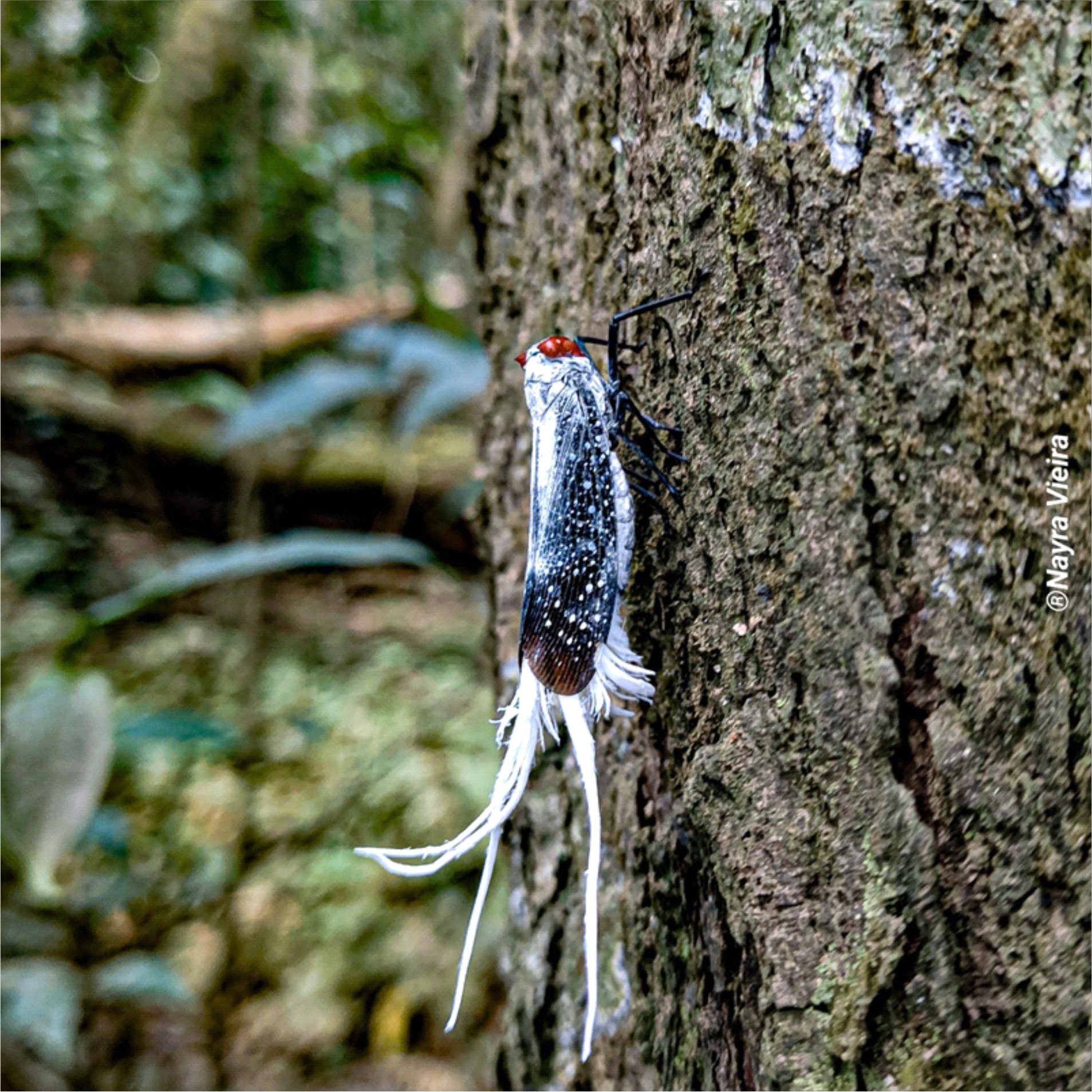 Lystra lanata (cigarra-rabo-de-galo) se alimentando da seiva da árvore Simarouba amara (marupá), árvore comum da região amazônica. | Autora: Nayra Quetlen Avinte Vieira