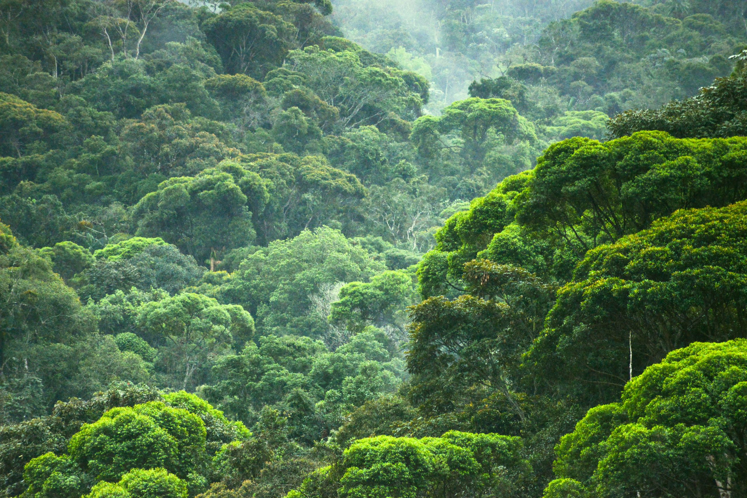 ENTENDA O QUE É REDD: Redução das Emissões por Desmatamento e Degradação  florestal